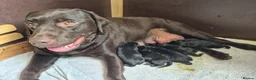 Labrador Retriever dogs for sale: Litter of 6 in Burton-on-Trent - Advert 2