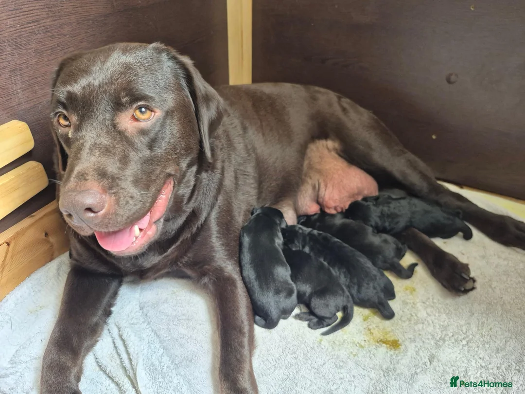 Labrador Retriever dogs for sale: Litter of 6 in Burton-on-Trent - Advert 2