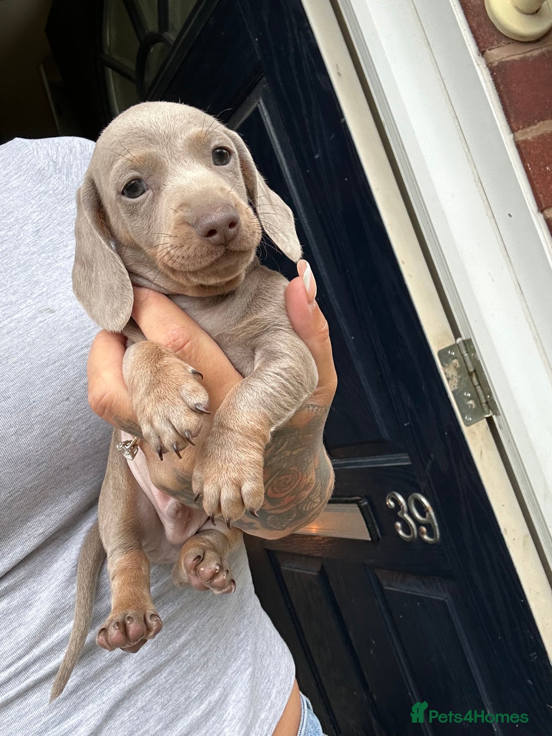 Dachshund dogs for sale: Miniature dachshund  - Advert 32