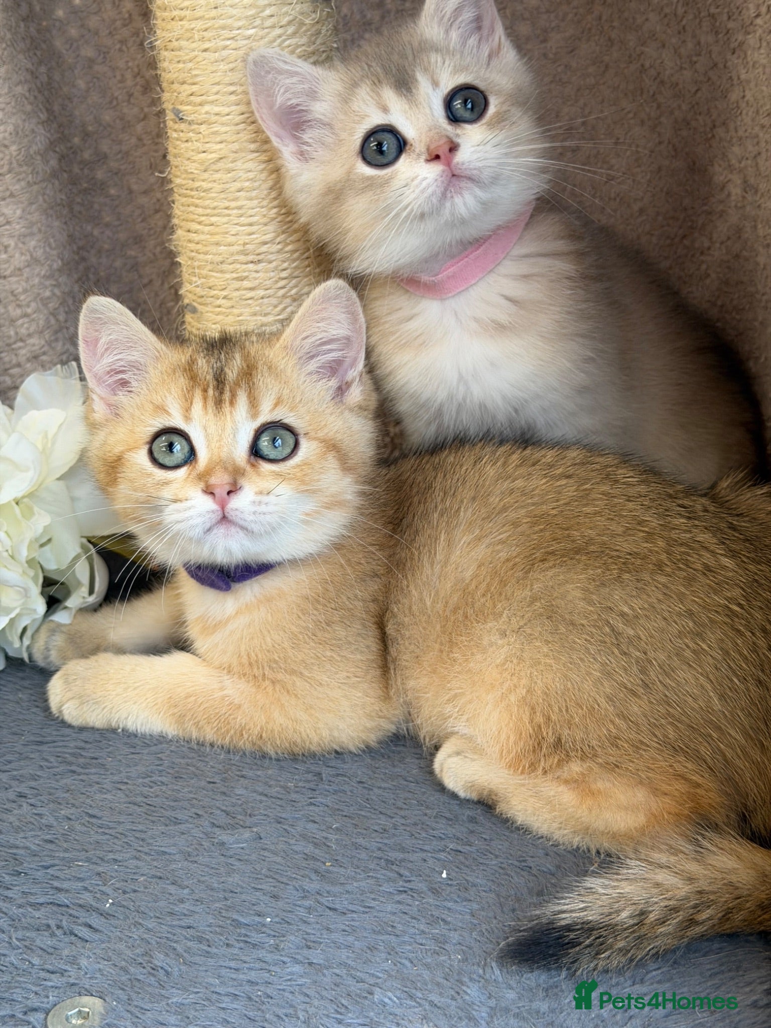 British Shorthair cats British shorthair blue/black golden kittens GCCF  - Advert 1
