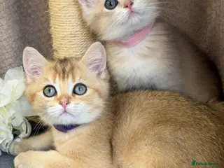 British Shorthair cats British shorthair blue/black golden kittens GCCF - Advert 1