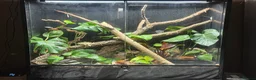 Frog reptiles for sale: Red-Eye Tree Frogs (Melanistic & Normal) + L viv  in Chipping Campden - Advert 2