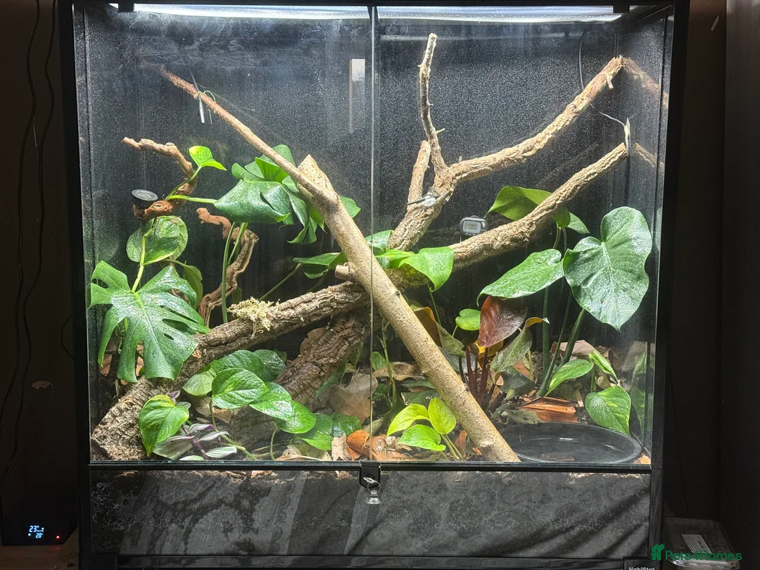 Frog reptiles for sale: Red-Eye Tree Frogs (Melanistic & Normal) + L viv  in Chipping Campden - Advert 2