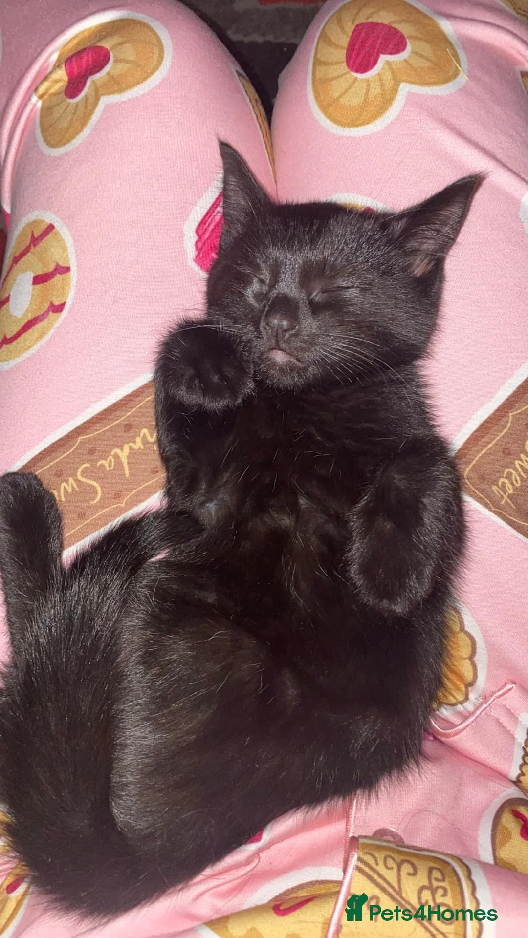 Mixed Breed cats for sale: Beautiful Kittens-Playful, Friendly & Loving - Advert 2
