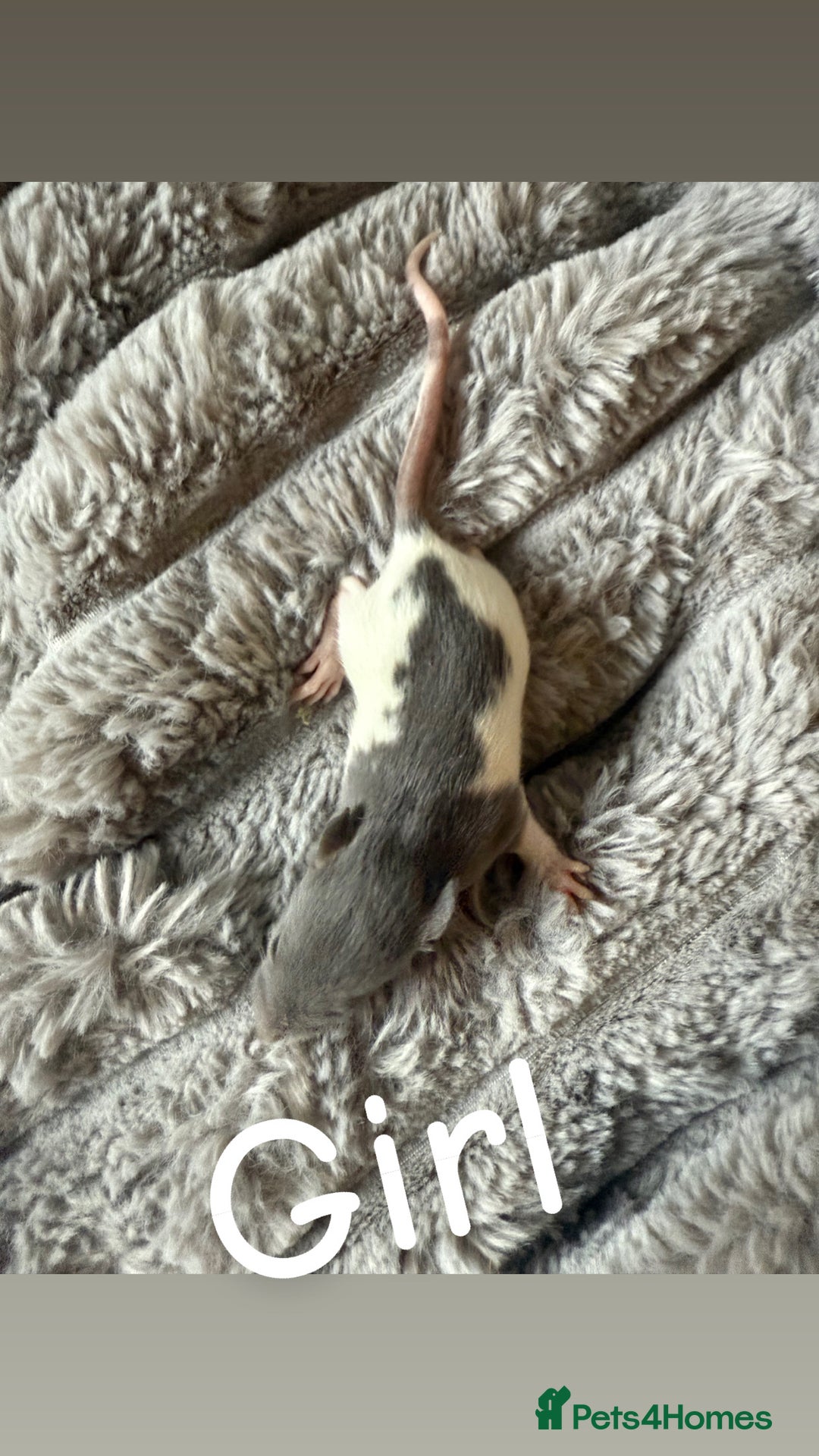 Rat rodents for sale: Baby rats mixed  - Advert 16