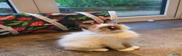 Ragdoll cats for sale: 💕Beautiful GCCF Registered Ragdoll Kittens. - Advert 38