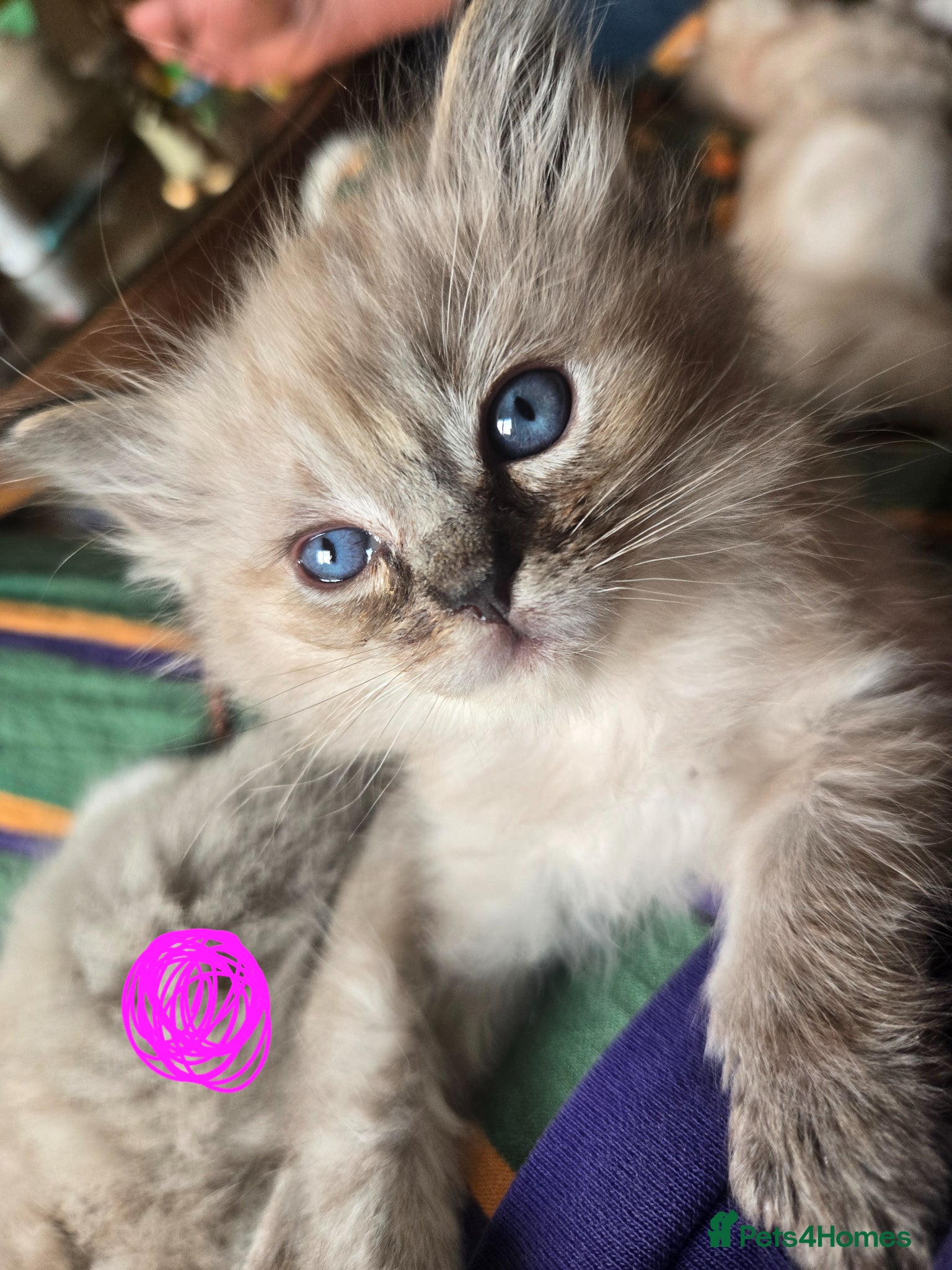 Ragdoll cats 8 Ragdoll Kittens (some Lynx) - Advert 1