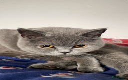 British Shorthair cats for sale: Britsh shorthair Pure blue boys  - Image 11