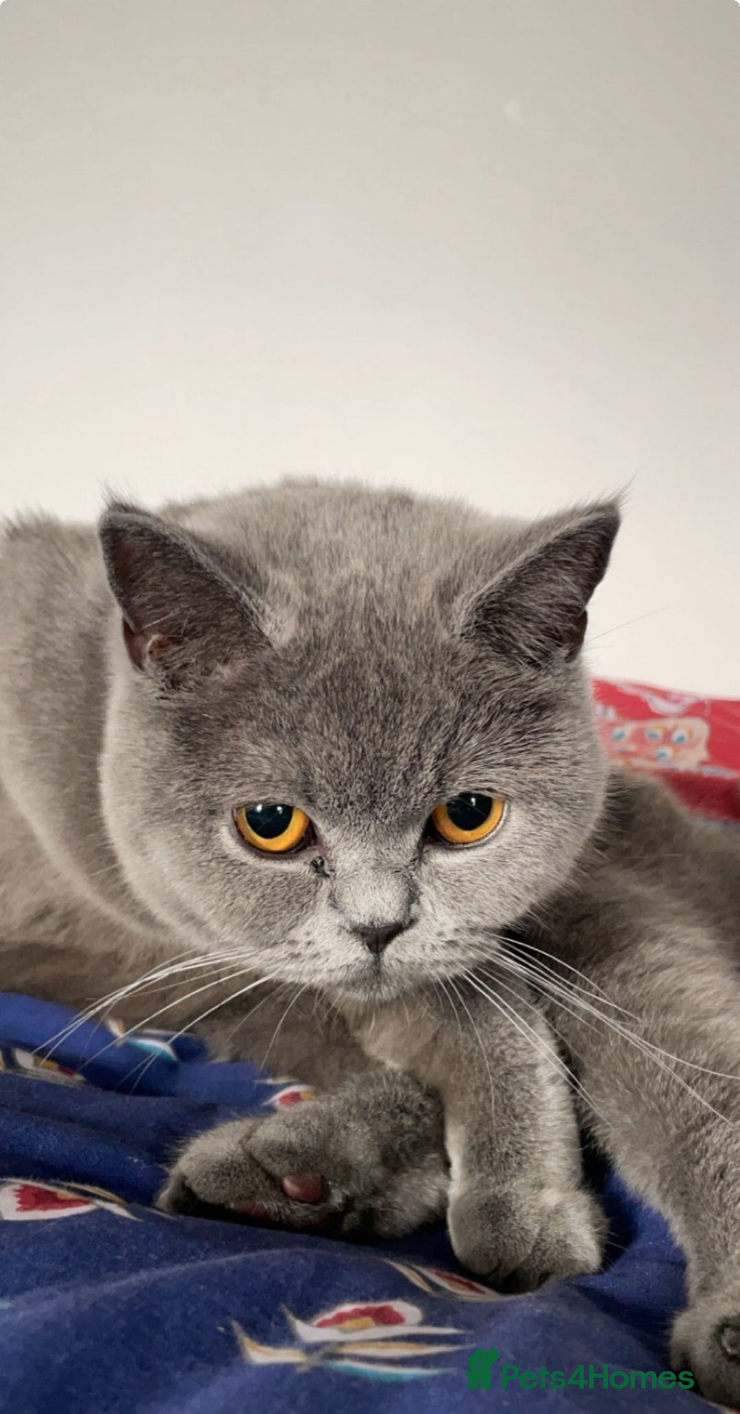 British Shorthair cats for sale: Britsh shorthair Pure blue boys  - Image 11