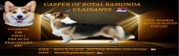 Welsh Corgi Pembroke dogs for sale: Show quality Pembrokeshire corgi READY NOW!!! - Advert 8