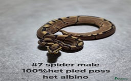 Python Snake reptiles for sale: Hatchling royal pythons  - Image 14