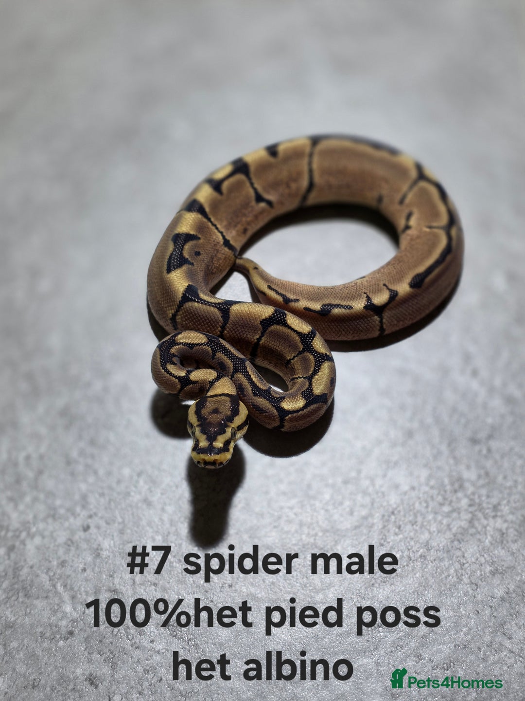 Python Snake reptiles for sale: Hatchling royal pythons  - Image 14