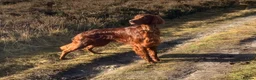 Irish Setter dogs for sale: Gorgeous Irish Setter Pups - Boys available KC - Advert 12