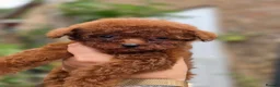 Toy Poodle dogs for sale: Asian toy poodle  - Advert 21