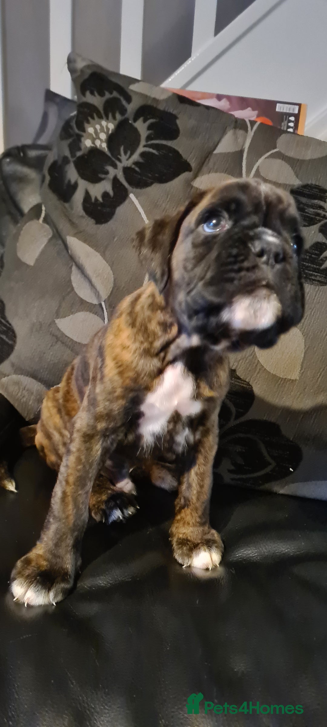 Boxer dogs for sale:  Puppies KC – Exceptional Champion Bloodlines 🐾 - Image 35