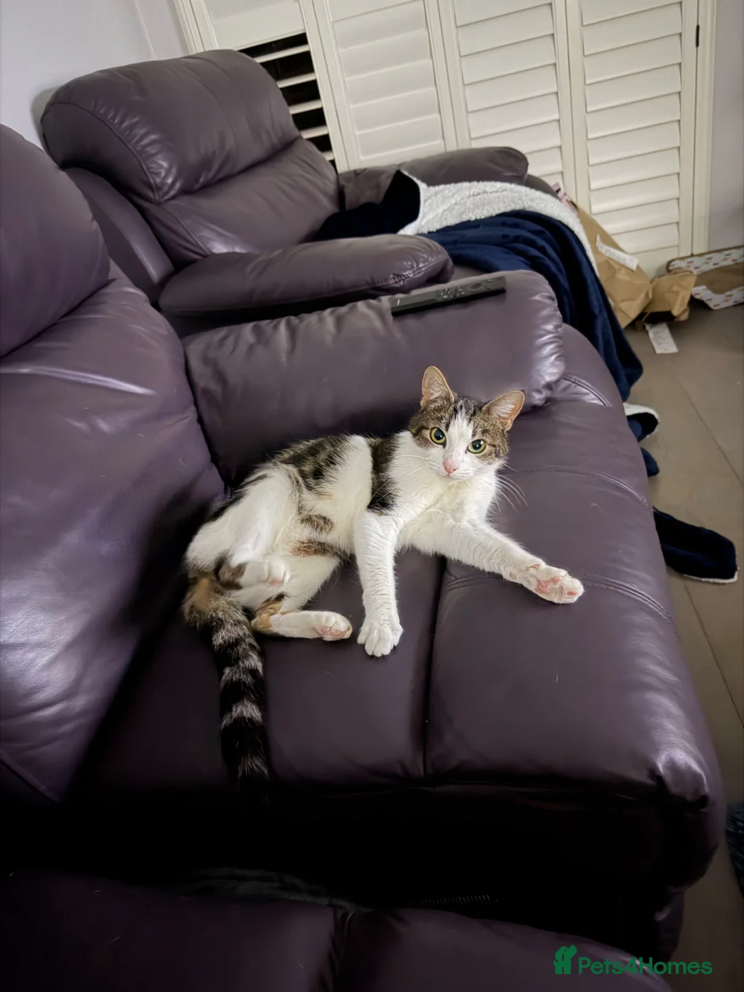 Mixed Breed cats for sale: Lovely Tabby Cat - Advert 1