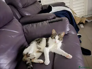 Mixed Breed cats Lovely Tabby Cat - Advert 1