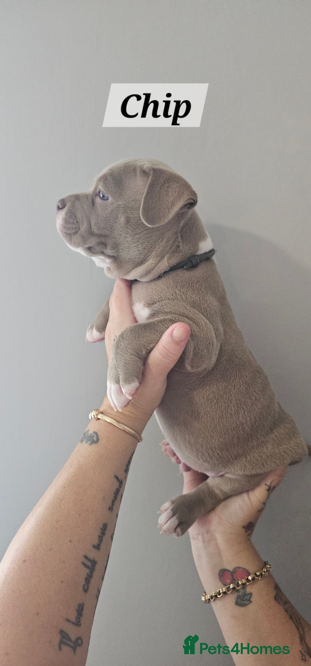 American Bully dogs for sale: BEAUTIFUL LITTER OF 8 POCKET BULLY PUPS - Image 14
