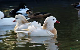 Ducks poultry for sale: Ornamental wildfowl  - Image 2