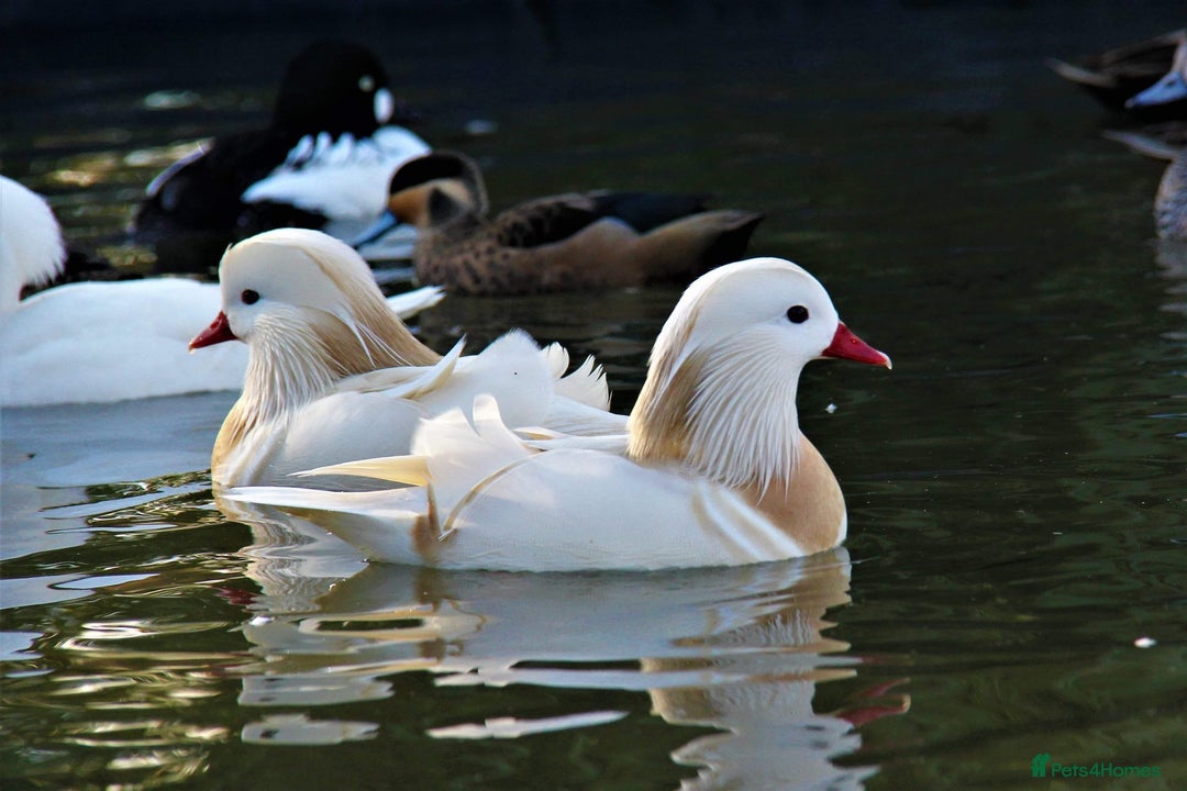 Ducks poultry for sale: Ornamental wildfowl  - Image 2