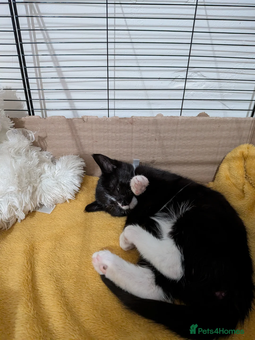 Mixed Breed cats for sale: FEMALE KITTEN - Advert 1
