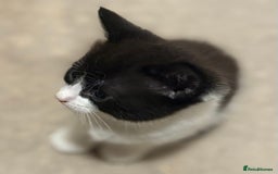 Mixed Breed cats for sale: 3 beautiful black and white kittens  - Image 10