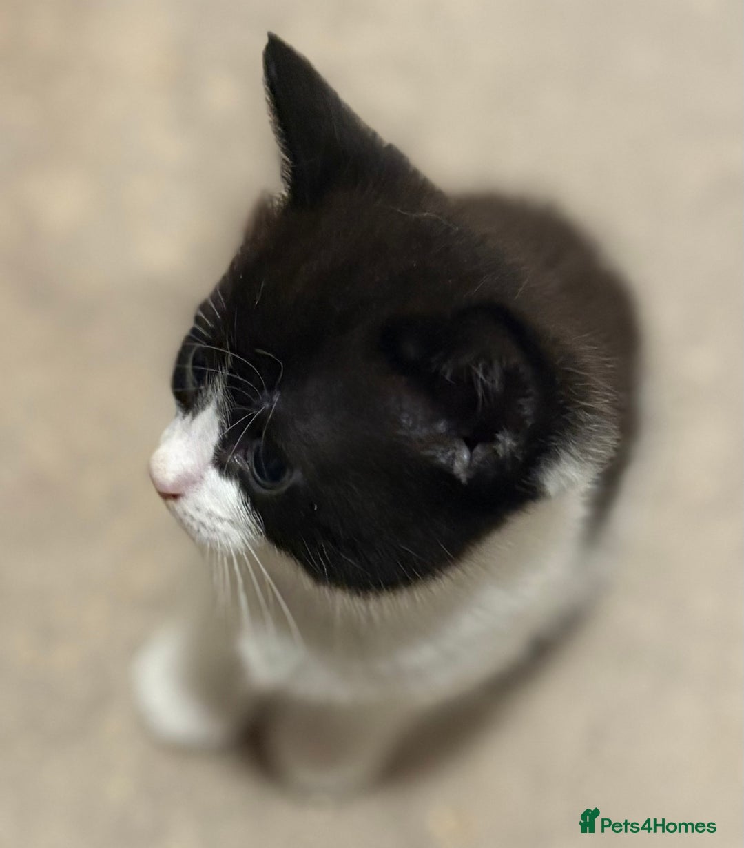 Mixed Breed cats for sale: 3 beautiful black and white kittens  - Image 10