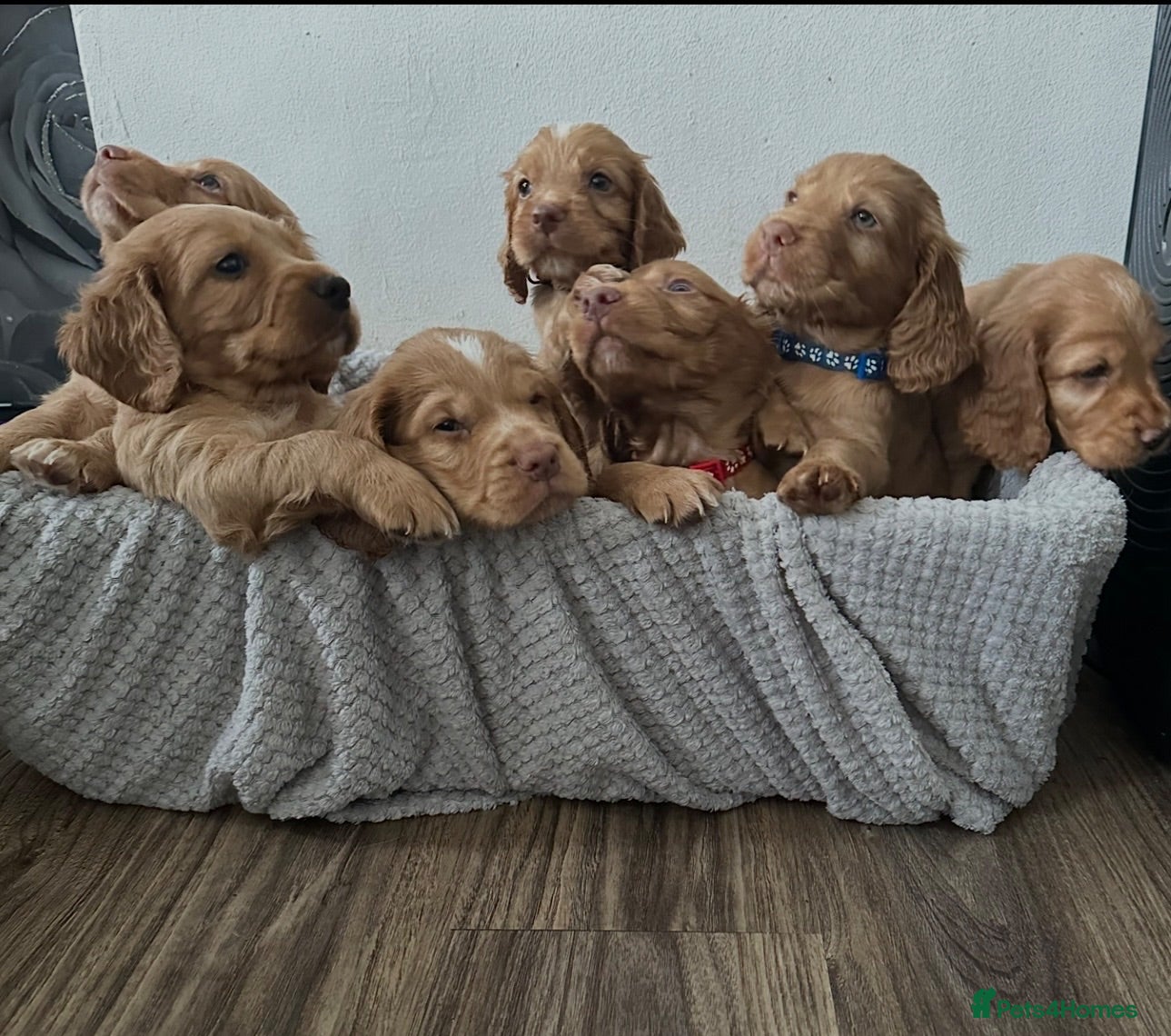 Cocker Spaniel dogs Beautiful top class red cockers  - Advert 1