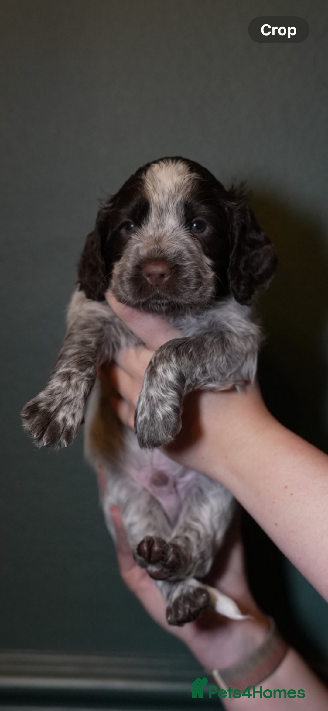 Cocker Spaniel dogs for sale: KC Registered Working Cocker Spaniel Puppies  - Advert 33
