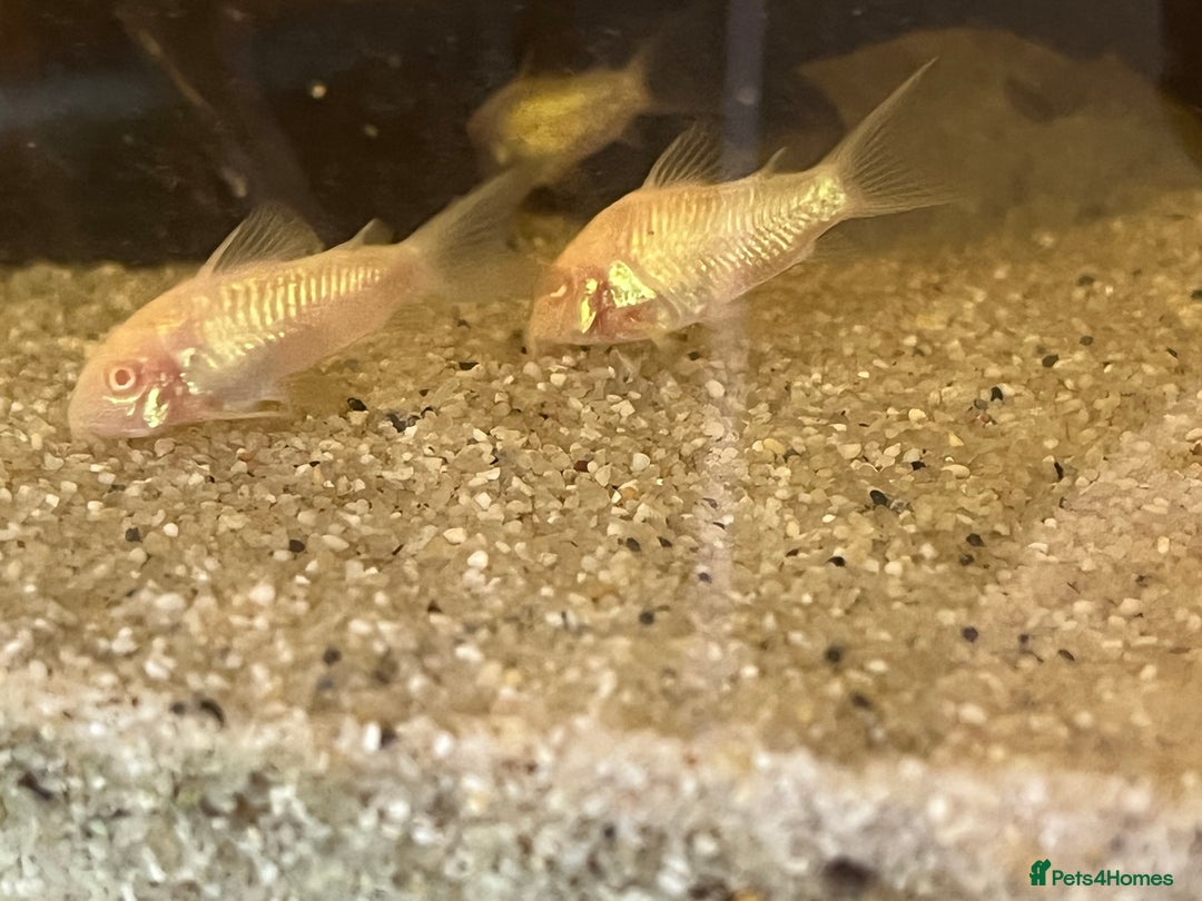 Corys fish for sale: Albino corys. Beautiful iridescent colour - Image 5