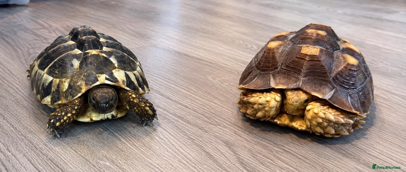 Tortoise reptiles Horsfield & Sulcata Tortoises – Pair  - Advert 2