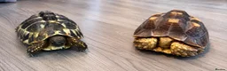 Tortoise reptiles for sale: Horsfield & Sulcata Tortoises – Pair  - Advert 1
