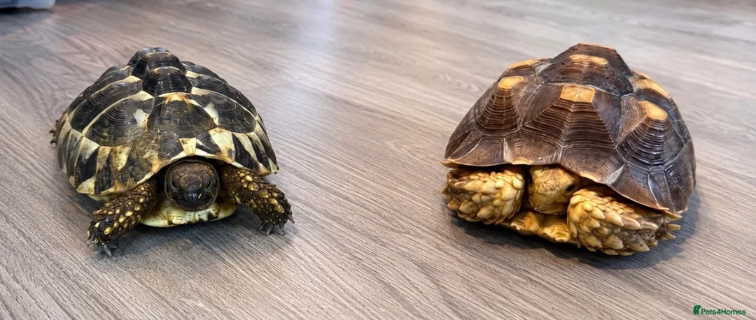 Tortoise reptiles for sale: Horsfield & Sulcata Tortoises – Pair  - Advert 1