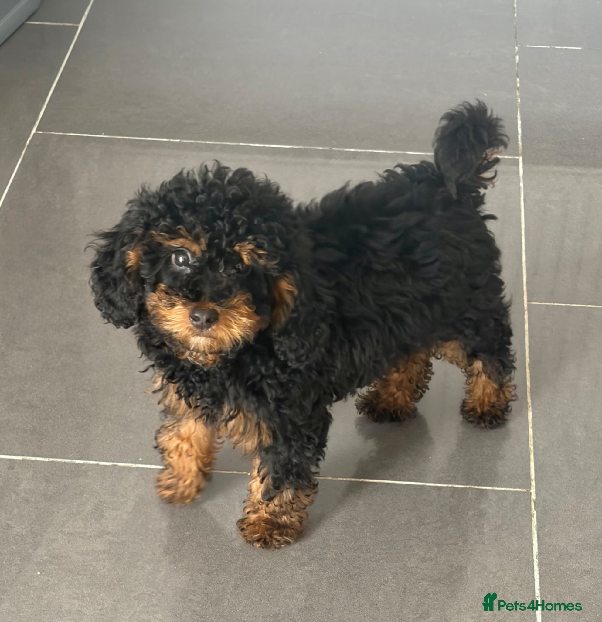 Toy Poodle dogs Health tested phantom Toy Poodle puppies  - Advert 2