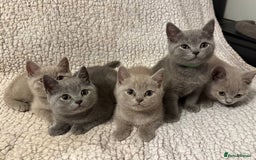 British Shorthair cats for sale: Ready to go- BSH LILAC & Blue - Image 3