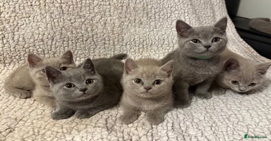 British Shorthair cats - Advert 7