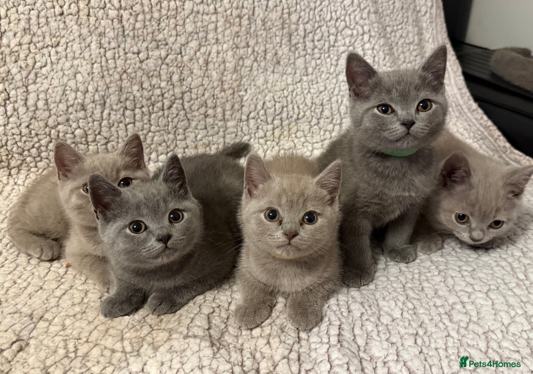 British Shorthair cats for sale: Ready to go- BSH LILAC & Blue - Image 3