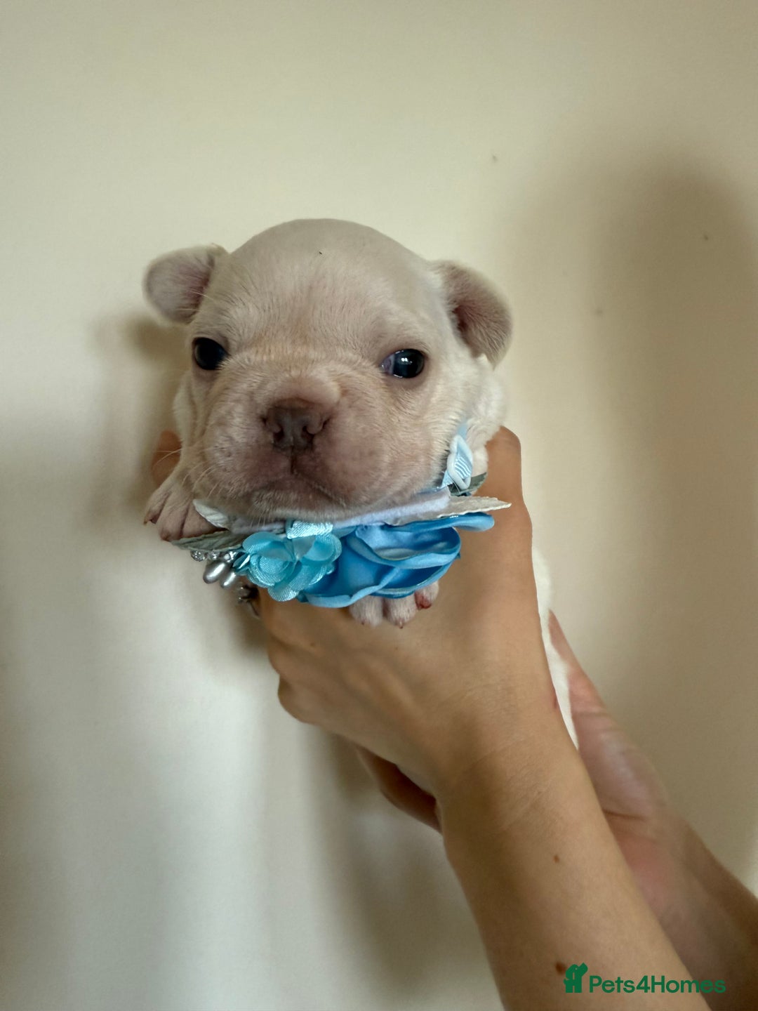 French Bulldog dogs for sale: Stunning platinum and lilac fawn boys and girls - Image 16