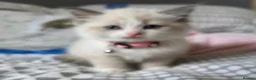 Ragdoll cats for sale: Beautiful Ragdoll kittens  - Advert 8