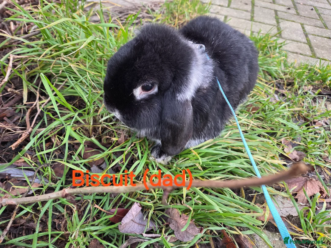 Mini Lop rabbits for sale: Adorable mini lops  - Advert 14