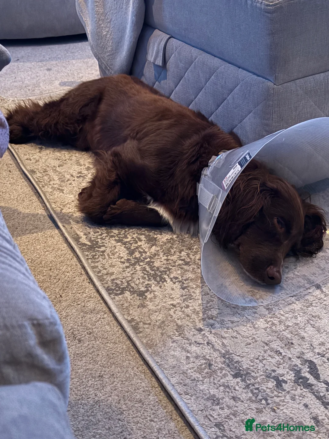 Cocker Spaniel dogs for sale: Chocolate cocker spaniel  - Advert 4