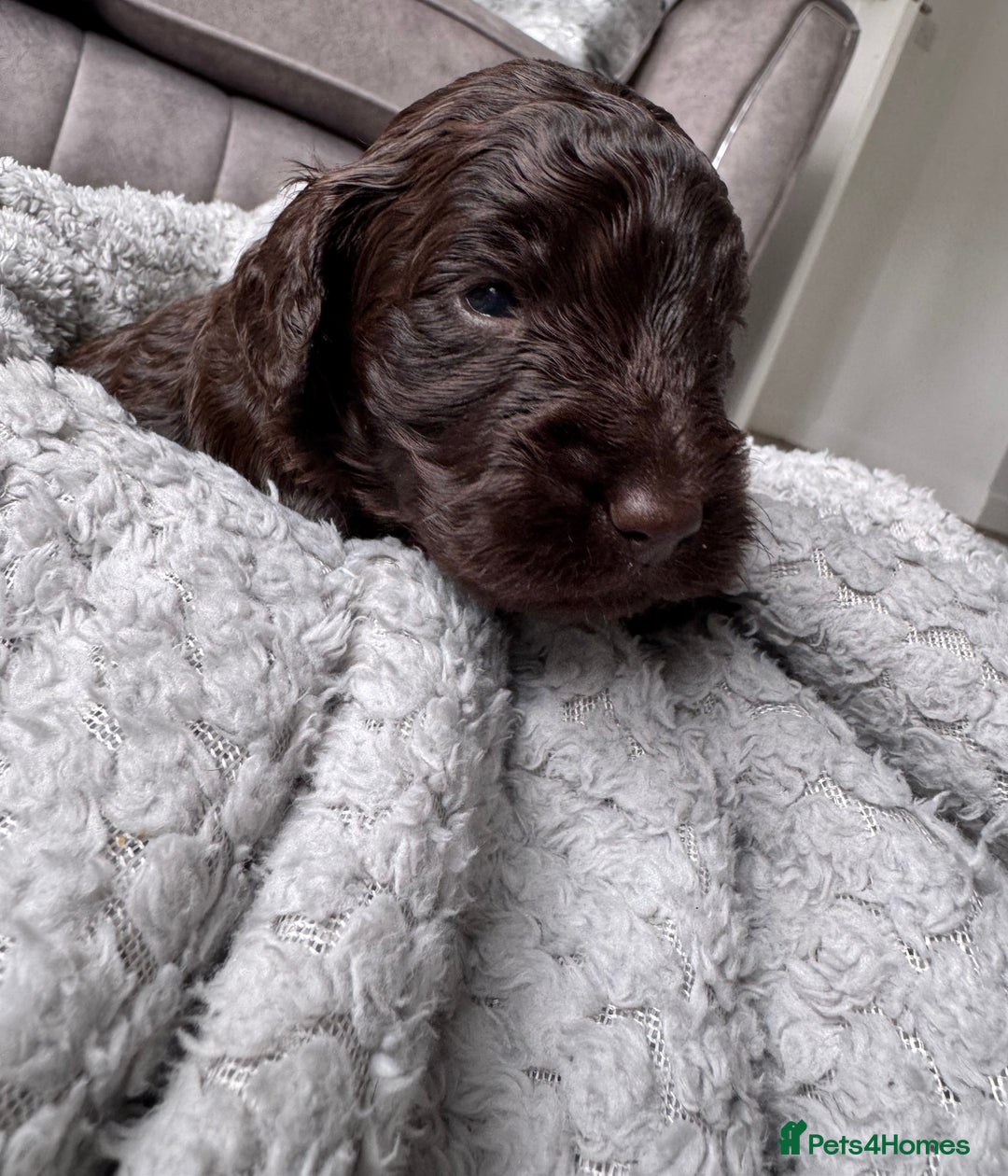Cockapoo dogs for sale: Cockerpoos  - Image 4