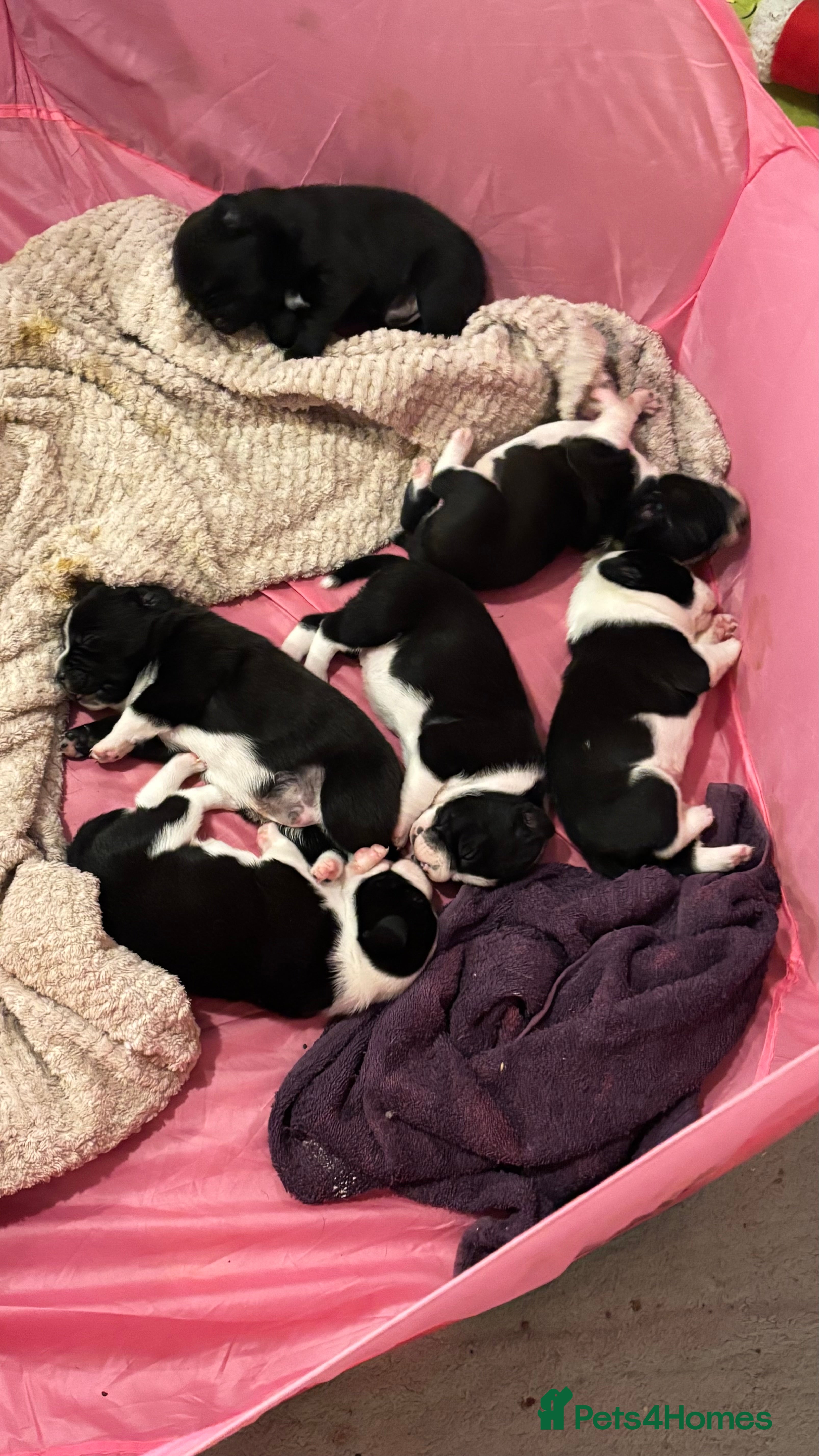 Mixed Breed dogs Mix breed French bulldog and Labrador puppies  - Advert 13