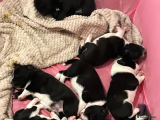 Mixed Breed dogs Mix breed French bulldog and Labrador puppies - Advert 13