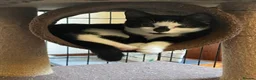 Mixed Breed cats for adoption: Rescue kittens needing forever home - Advert 4