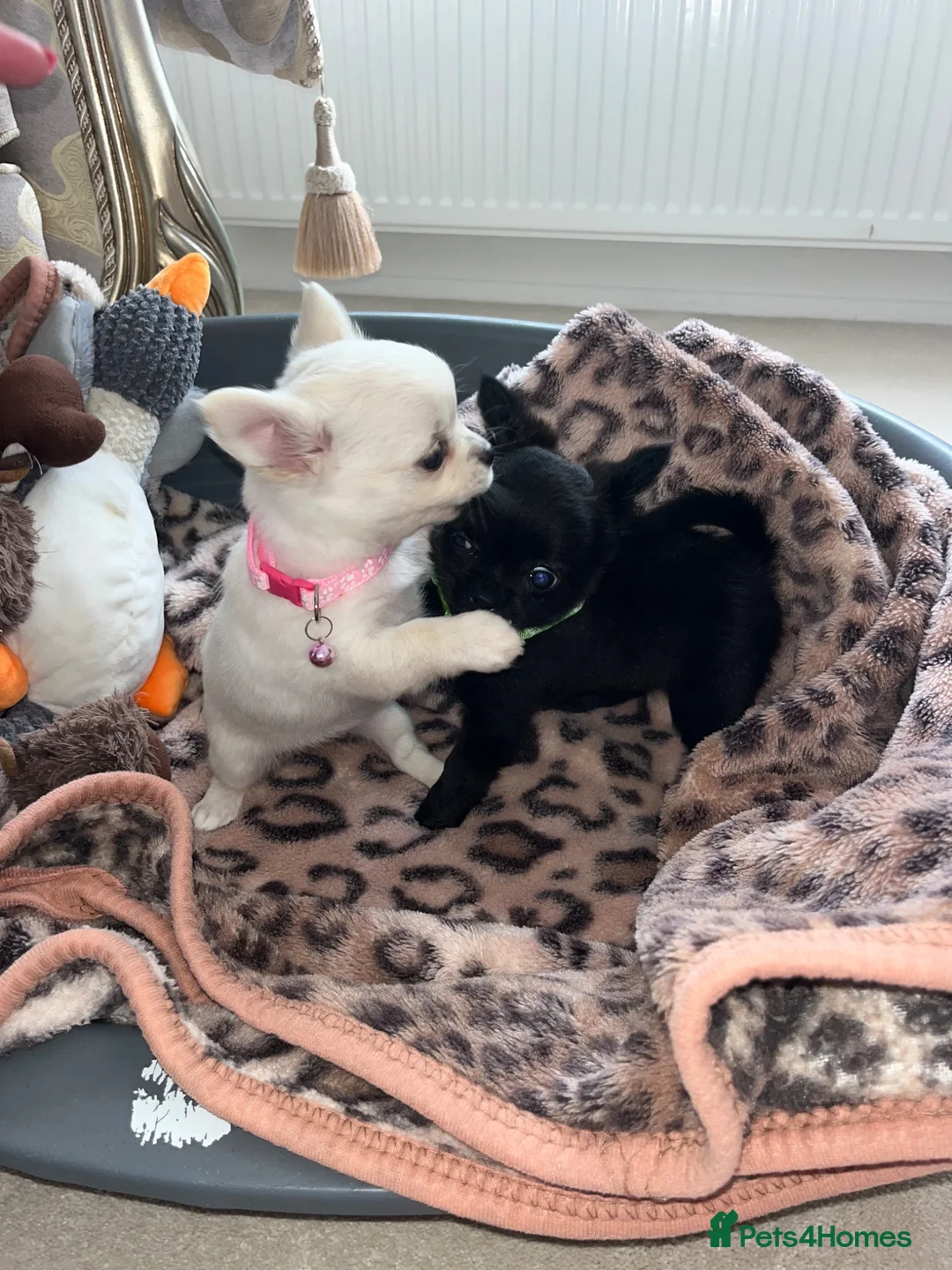 Chihuahua dogs for sale: Chihuahua puppies - Advert 2
