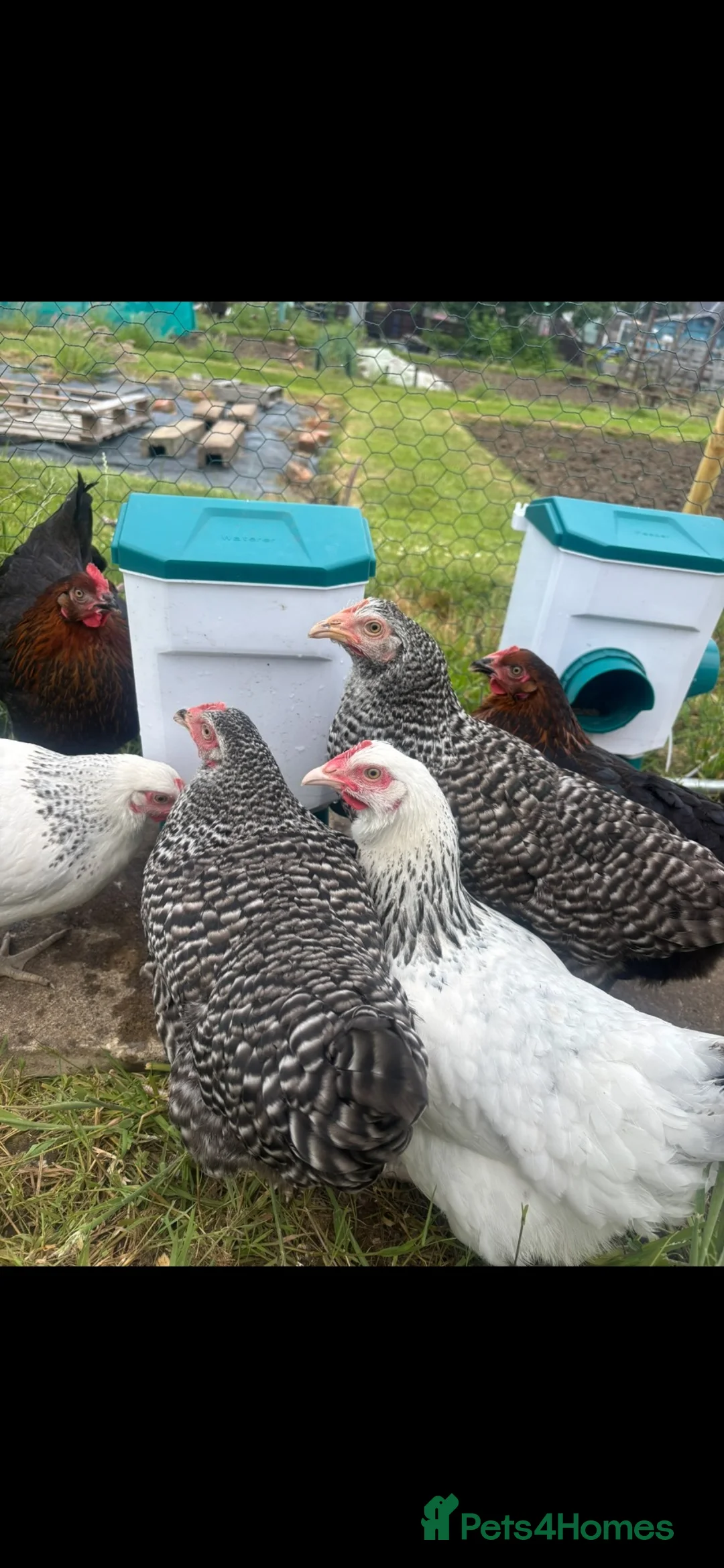 Chickens poultry for sale: Rehoming flock of hens  - Advert 2
