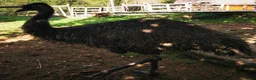 Emus poultry for sale: Emu mature Male in Exeter - Advert 5