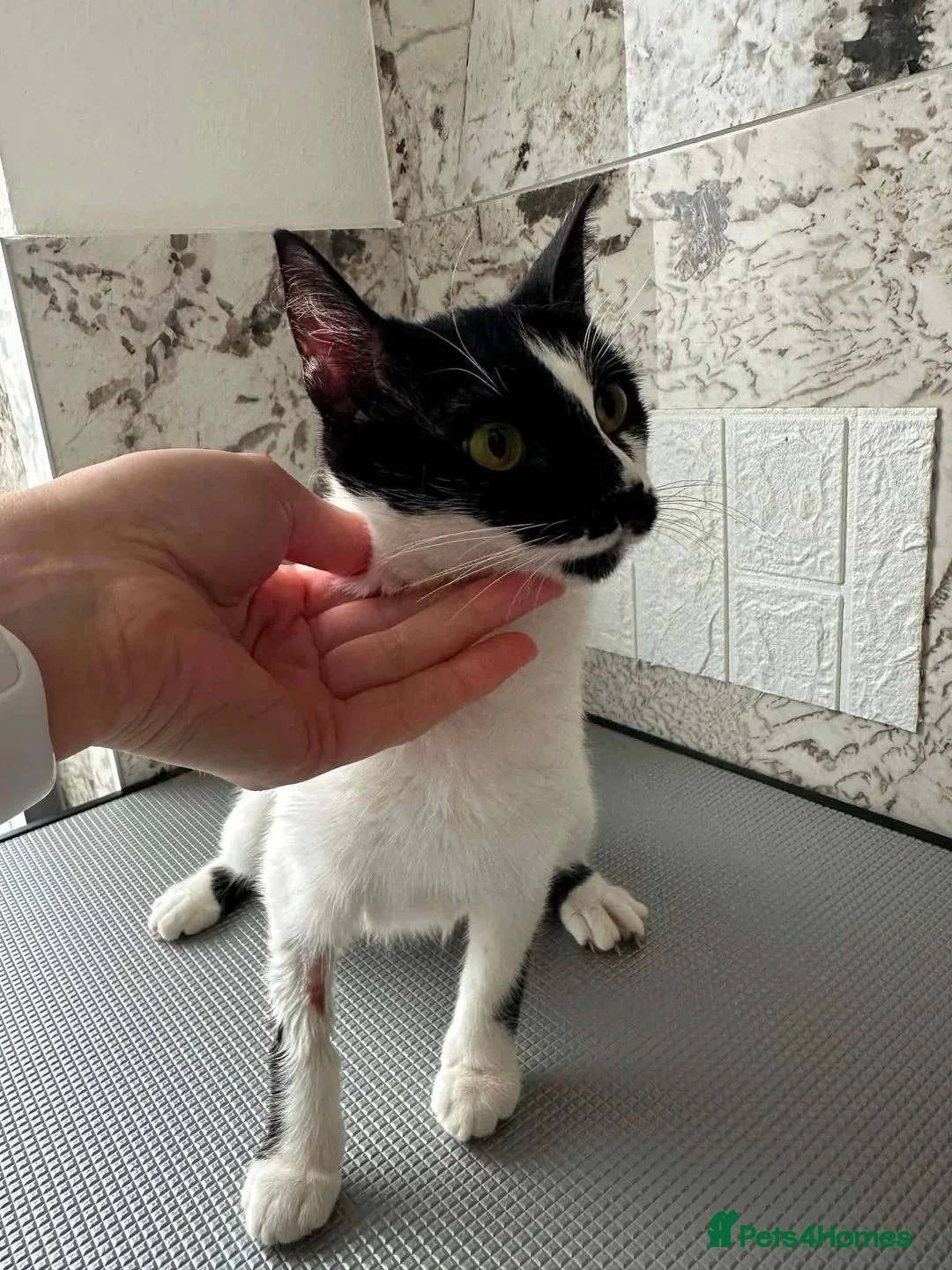 Mixed Breed cats for adoption: Sweet Milla looking for her home - Advert 7