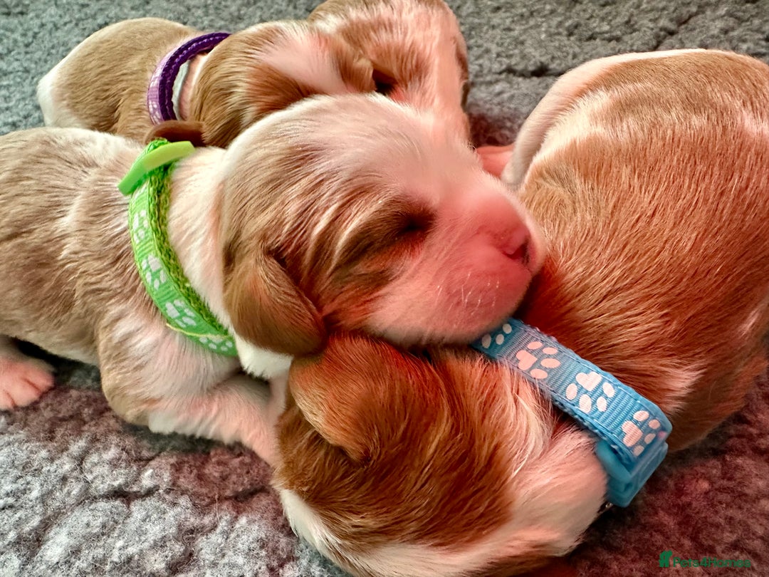 Cavalier King Charles Spaniel dogs for sale: Fully Health Tested Male CKCS Puppies - Image 2